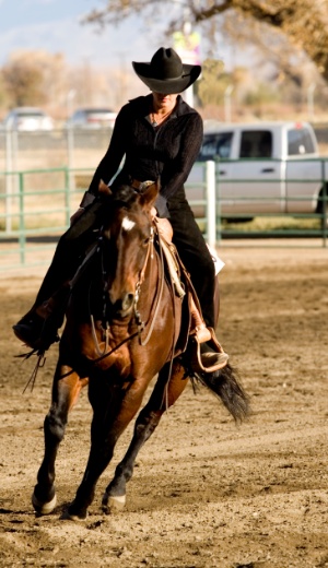 Daventry Equine Appraisal Services