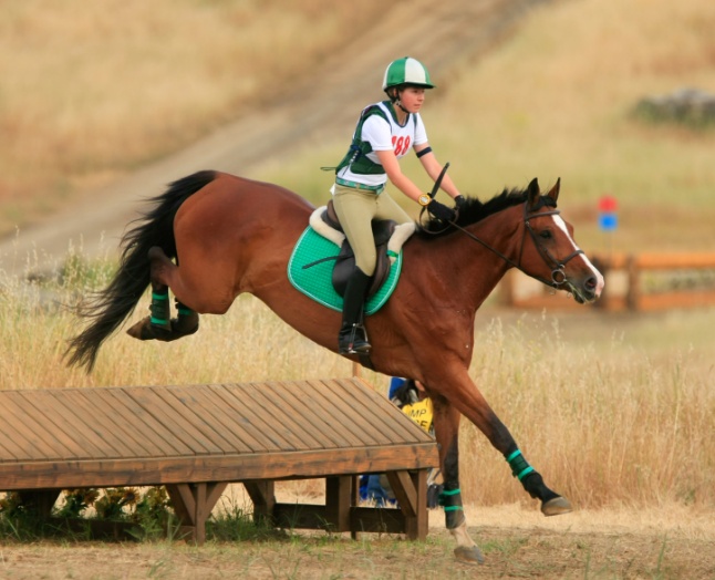 Daventry Equine Appraisal Services