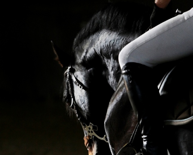 Daventry Equine Appraisal Services