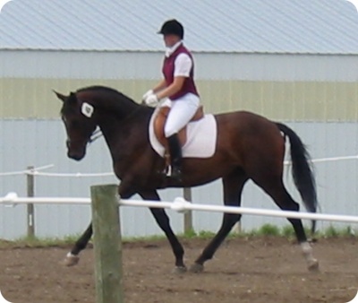 Tracy Dopko - Daventry Equine Appraisal Services